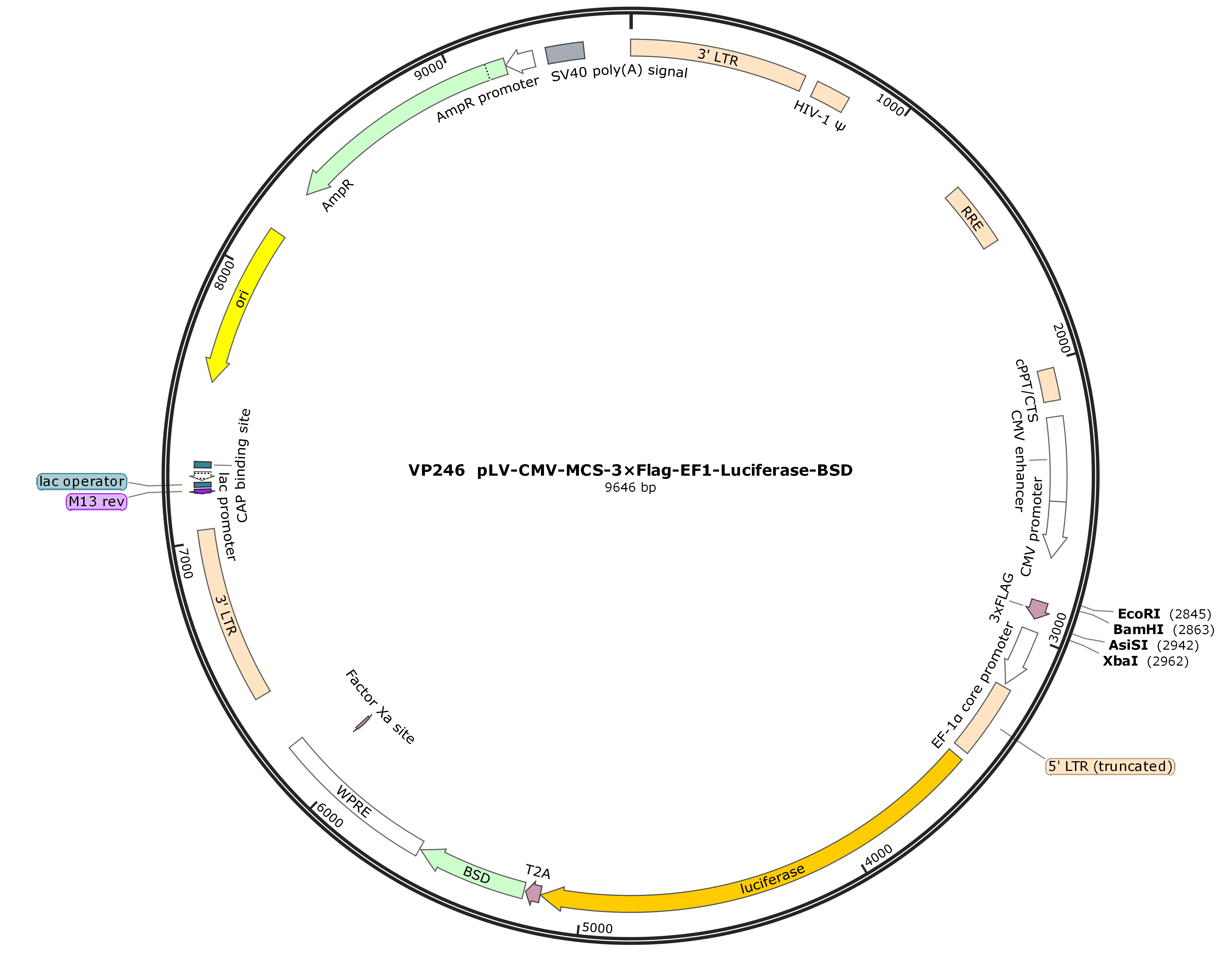 pLV-CMV-MCS-3×Flag-EF1-Luciferase-BSD